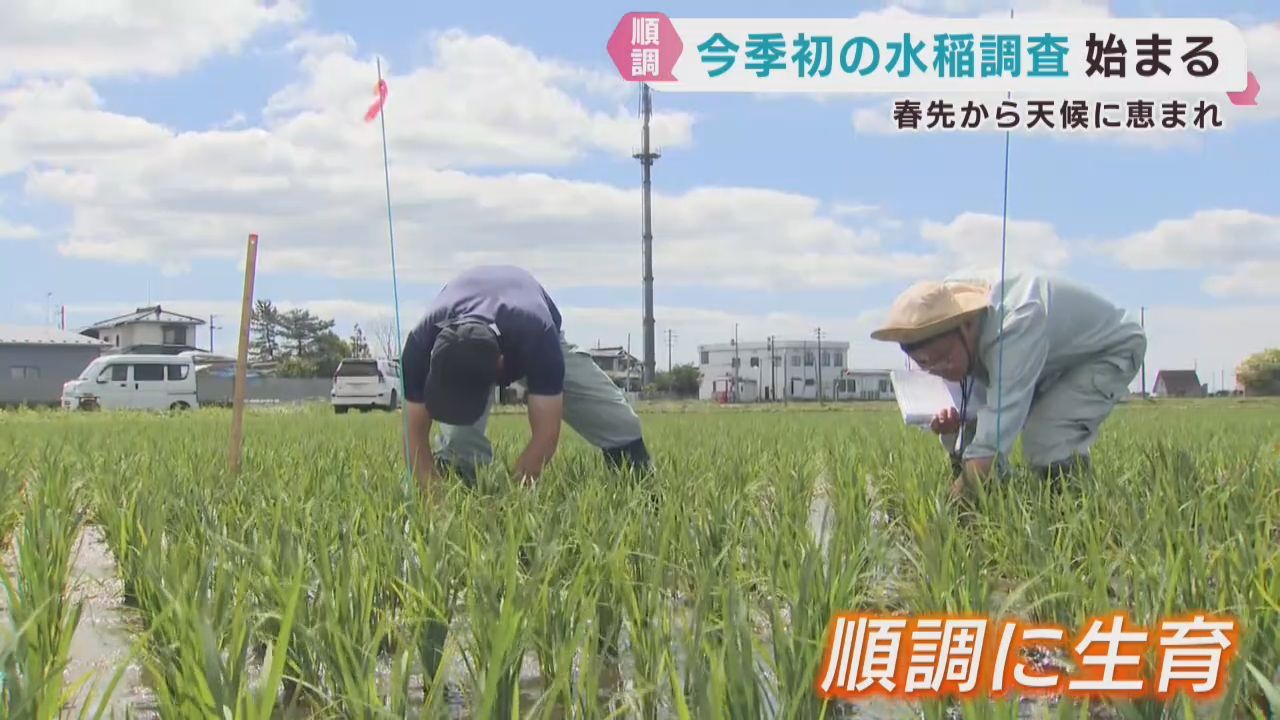 稲は順調に生育　宮城県で今季初の水稲生育調査