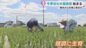 稲は順調に生育　宮城県で今季初の水稲生育調査