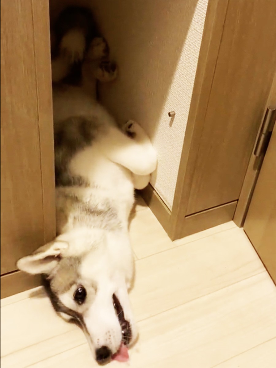 隙間から顔だけ出してスネる犬…どうやってそんな細い隙間に？ 謎が解け