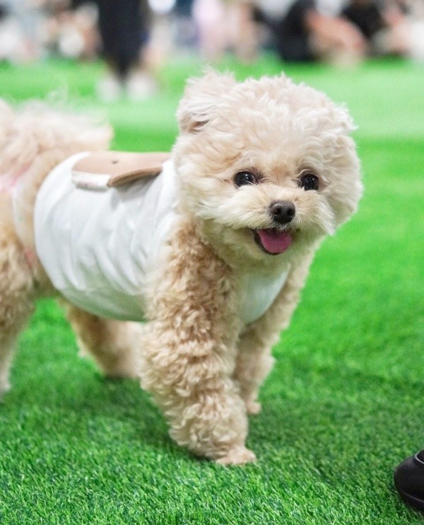 「走るから見てて」。飼い主さんにアピールするふわちゃん（画像提供：ふわパパさん）