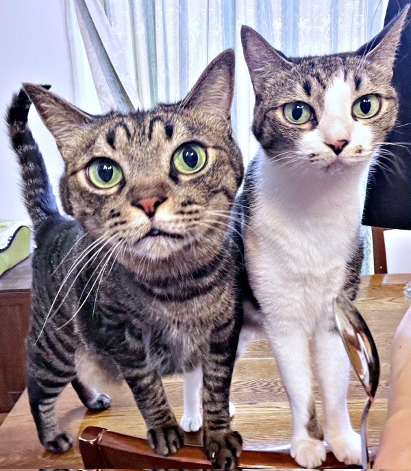 「おかえりなさい！」 仲良く出迎える（左から）ビターくん、シュガーちゃん（画像提供：ごんべさん）