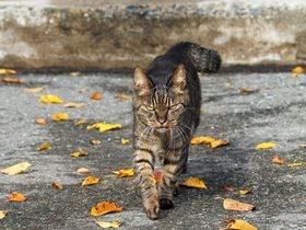 参拝者に寄り添ってご案内　神社に住み着いた猫、“神様”に