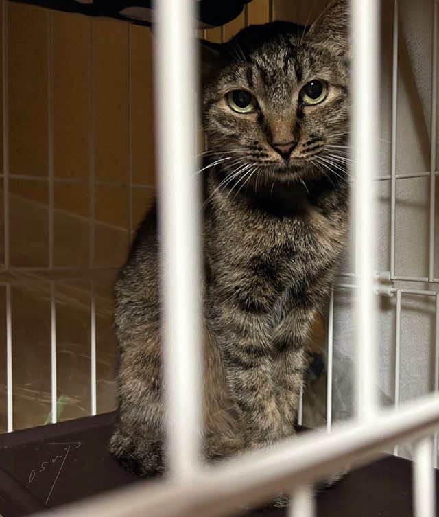 保護時、とっても人見知りだったというコキジちゃん（おすよさん提供）