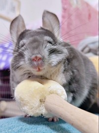 にっこり笑顔のプリンちゃん（画像提供：プリンさん）