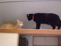 子猫時代、先輩猫と