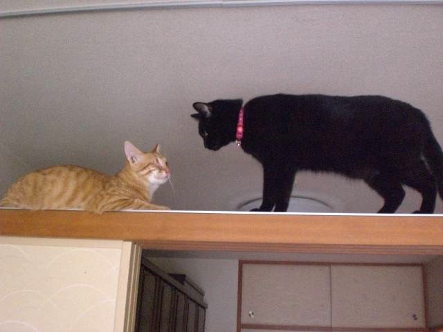 子猫時代、先輩猫と