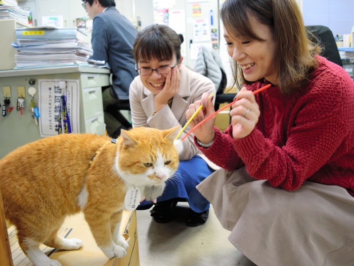 観光協会事務所の休み時間にさんじゅーろーと遊ぶ職員たち＝岡山県高梁市横町、中村通子撮影