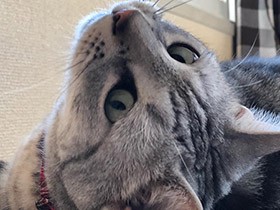 おっとりコロン　優しすぎるアメリカンショートヘアー「アクア」