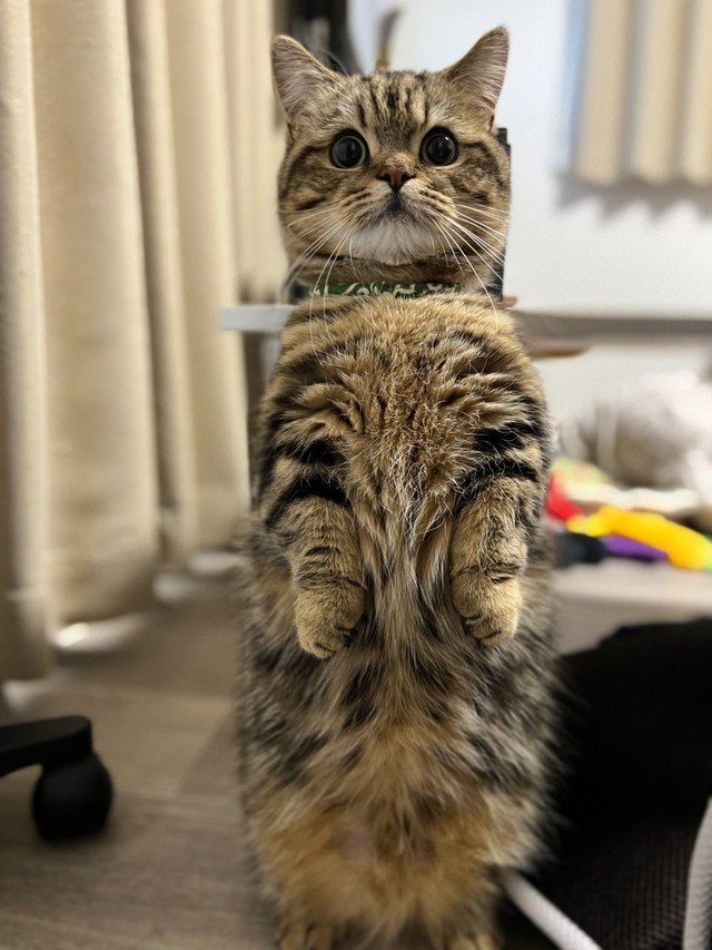 ムニャムニャ姿を披露してくれたチョパえもんくん（提供写真）