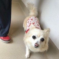 クーちゃんは、動物病院でもおりこうさんです