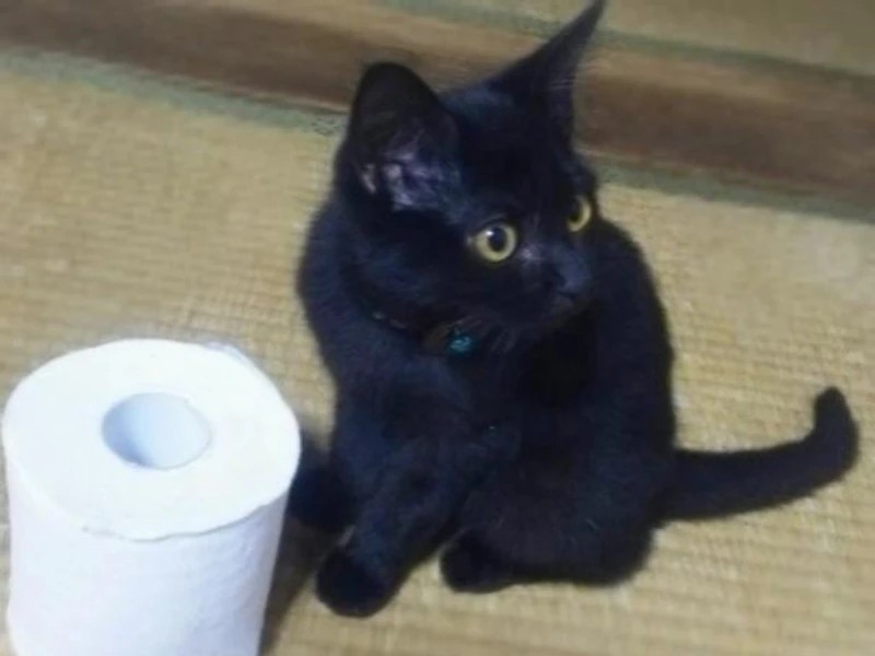 家にきたころの「玻璃（はり）」