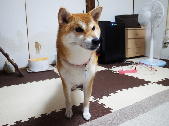 キリリと柴犬らしい表情を見せることも