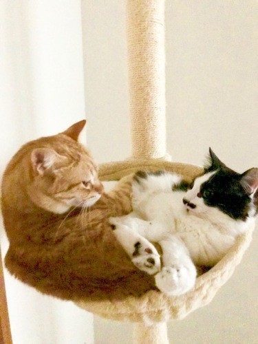 家に来てすぐこんな光景がみられた（まりさん提供）