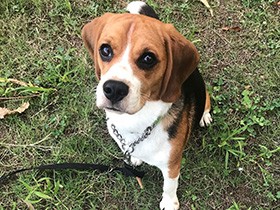 お友達と遊ぶの大好き　ビーグルの「モンド」、すくすく育ってね