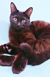 保護時、1歳だったクロちゃん（画像提供：ぺぺ太さん）