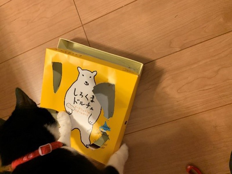 知育玩具（３）　穴を開けた紙箱の中にフードを入れる