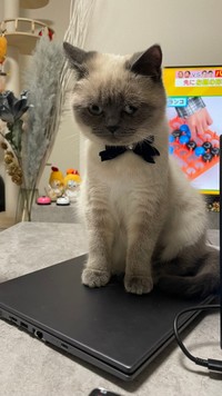 PCなんか触らせないにゃ＝こまち&ゆきまるさん（@komachi_catlife）提供