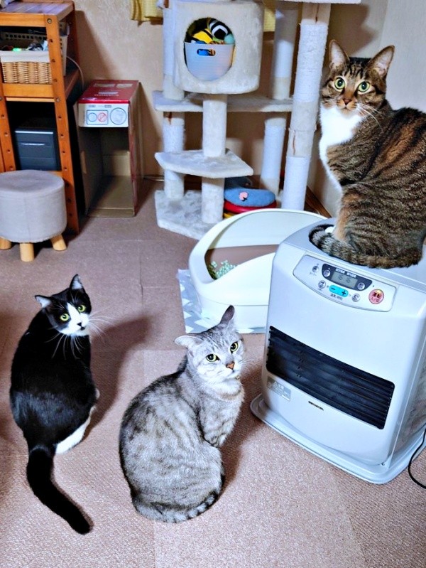 仲良し3きょうだいに！（左から）あんこちゃん、しじみくん、みとんちゃん（画像提供：しじみとんさん）