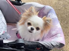 チワワの「愛月」　たくさんの人に愛されて月のように輝きますように！