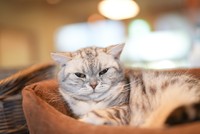 アメショーの「福」は７匹の中で最年長。猫カフェ店長で、おっとりした性格