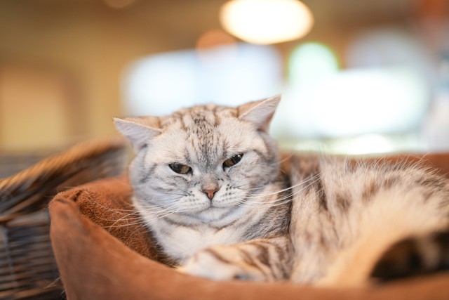 アメショーの「福」は７匹の中で最年長。猫カフェ店長で、おっとりした性格