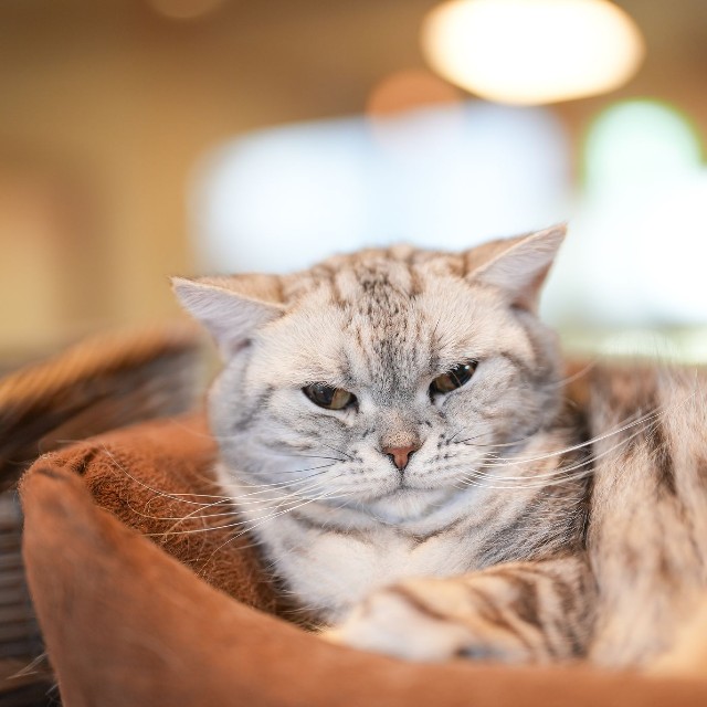 アメショーの「福」は７匹の中で最年長。猫カフェ店長で、おっとりした性格