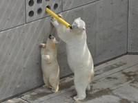 エサ入りガス管を狙うミルクとクルミ＝2013年8月 男鹿水族館GAO提供
