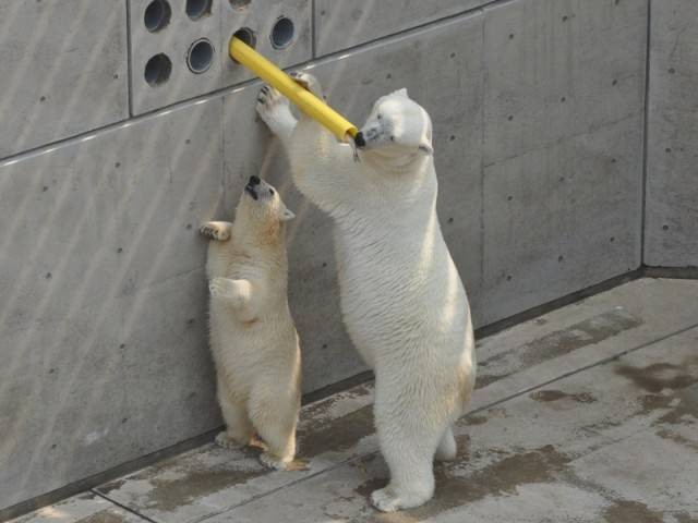 エサ入りガス管を狙うミルクとクルミ＝2013年8月 男鹿水族館GAO提供