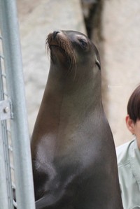 4歳を迎えてますます愛らしさが増したコエルちゃん（画像提供：Suunoさん）