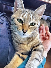 飼い主さんの腕の中でくつろぐぺこちゃん（画像提供：がっちゃん（がつこ）さん）