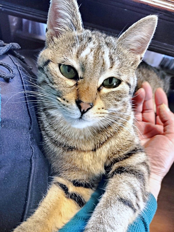 飼い主さんの腕の中でくつろぐぺこちゃん（画像提供：がっちゃん（がつこ）さん）