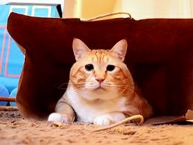 紙袋のほかにも、大好きなふくろ　猫のぐっぴーが多義語を解説