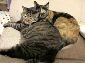 まねできない“猫様の力業”　甘えたい時は徹底して甘えて、要求