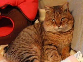 猫との暮らし、楽しさと理想　漫画「俺、つしま」が伝えたいこと