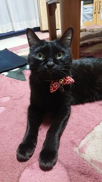 やっぱ黒猫には赤が似合うにゃ