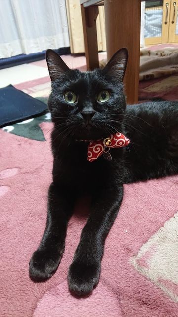 やっぱ黒猫には赤が似合うにゃ
