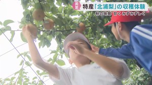 小学生が秋の味覚　北浦梨の収穫を体験　宮城・美里町