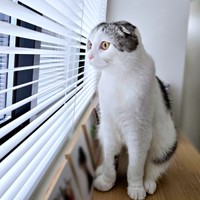 窓辺でニャルソックするセラくん（画像提供：今日、セラさん）