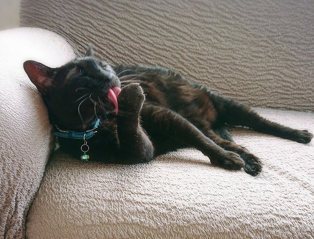 老後を気ままに過ごしている（画像：三協精器工業）