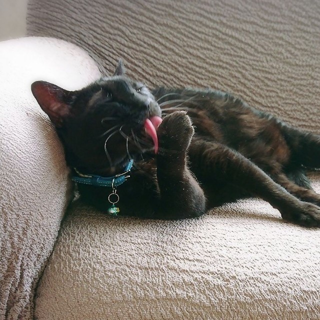 老後を気ままに過ごしている（画像：三協精器工業）