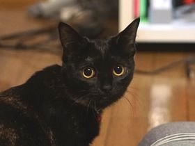 「同棲カップル不可」乗り越え　「もしも」を考え保護猫を迎えた