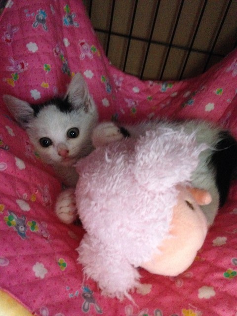 子猫時代、あっという間に家になれた