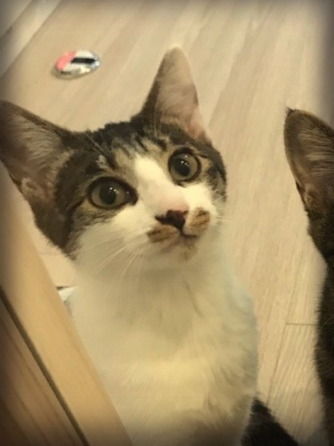 朝、寝室の外でパパママを出待ちして「おはよう」。夜間に運動会をするため、寝室フリーは休み前だけ。ふだんはリビングの好きな所で寝ています（石川さん提供）