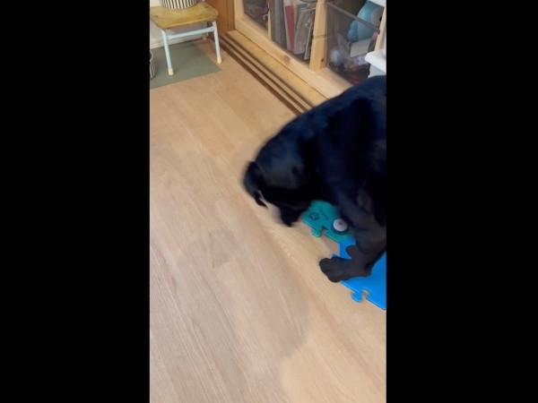 続けて「あそぼ！」とボタンを押したうぶちゃん（画像提供：うぶ UBU ラブラドールレトリバーさん）