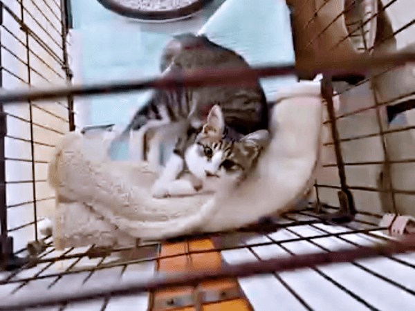 ケージの中から飼い主さんを見上げるそぼろくん（画像提供：おかかとそぼろの成長記録さん）