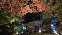 白峯寺のライトアップの様子（2024年11月撮影）