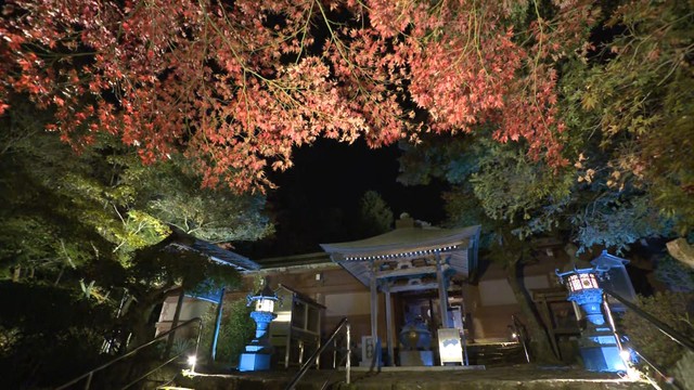 白峯寺のライトアップの様子（2024年11月撮影）