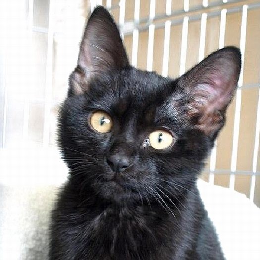 天真爛漫でマイペースな性格