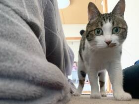 パパ派の猫「葉月」はママが疲れて帰宅しても塩対応　それでもこの日はやって来た！