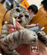 おやつ、美味しいにゃ＝ヤマモトさんさん（@Yamamoto_1112_）提供